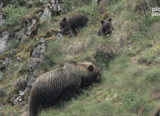 Animales d’Asturies