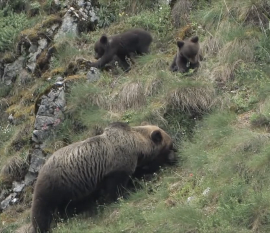 Animales d’Asturies