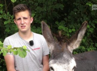 Prohibir les carreres de pollinos