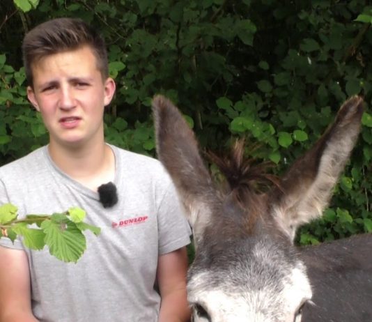 Prohibir les carreres de pollinos