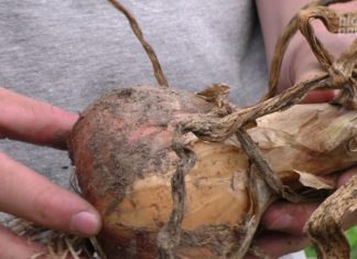 Trabayando na güerta