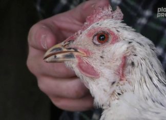 La Pita Pinta Asturiana