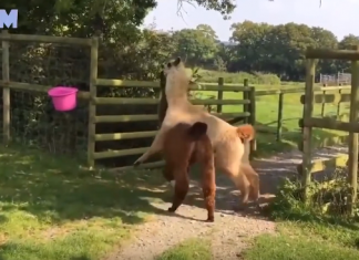 Los animales más llonxevos del mundu | Refritu