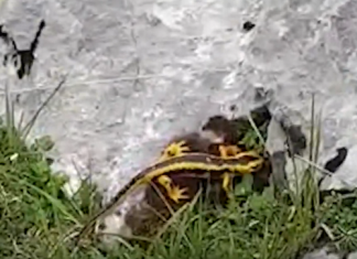 Vemos una sacavera típica de Picos | D’Espor |